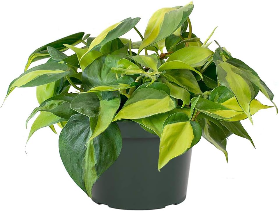 American Plant Exchange Live Philodendron Brasil Plant, Sweetheart Plant, Heart-Leaf Plant, Plant Pot for Home and Garden Decor, 6" Pot