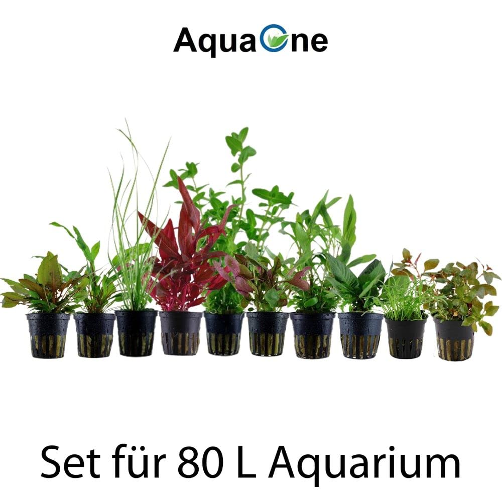 AquaOne Ludwigia Alternanthera Hygrophila Bacopa I Set di 10 piante acquatiche per acquari fino a 80 litri, con 10 piante in vaso