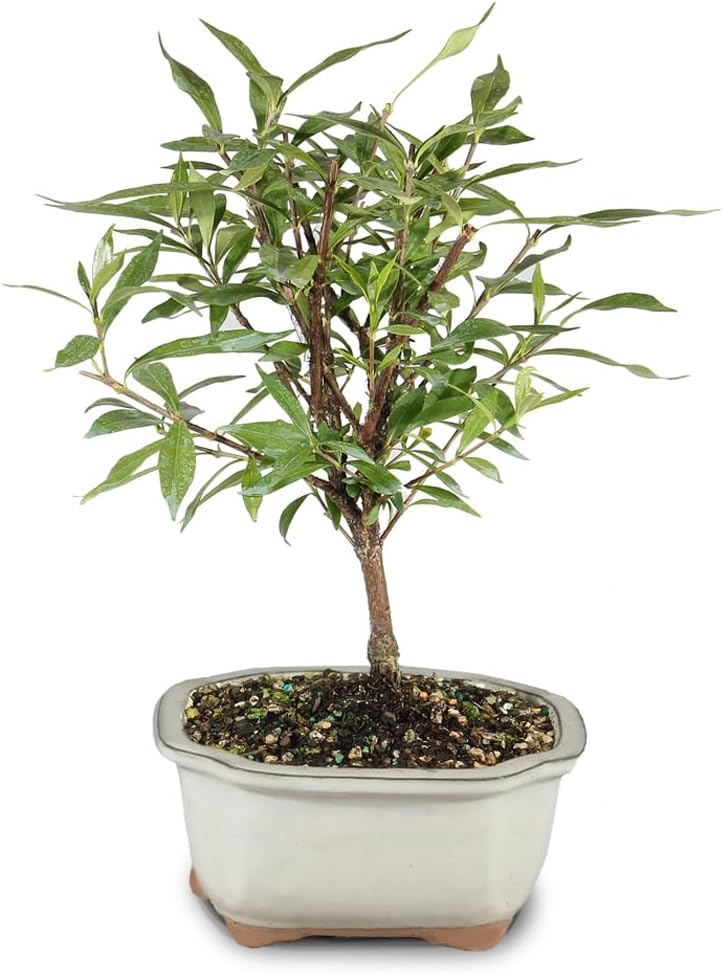 Brussel's Live Gardenia Outdoor Bonsai Tree - 4 Years Old; 6" to 8" Tall with Decorative Container - Not Sold in Arizona | Live Bonsai Tree, Gardenia, Outdoor, 4-Year Old, Easy Care, Gift Ready