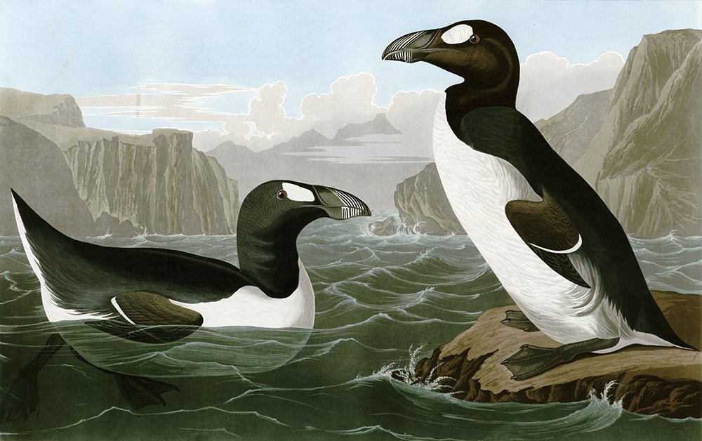 Lámina Pinguinus Impennus mate de archivo con marco negro para una decoración duradera