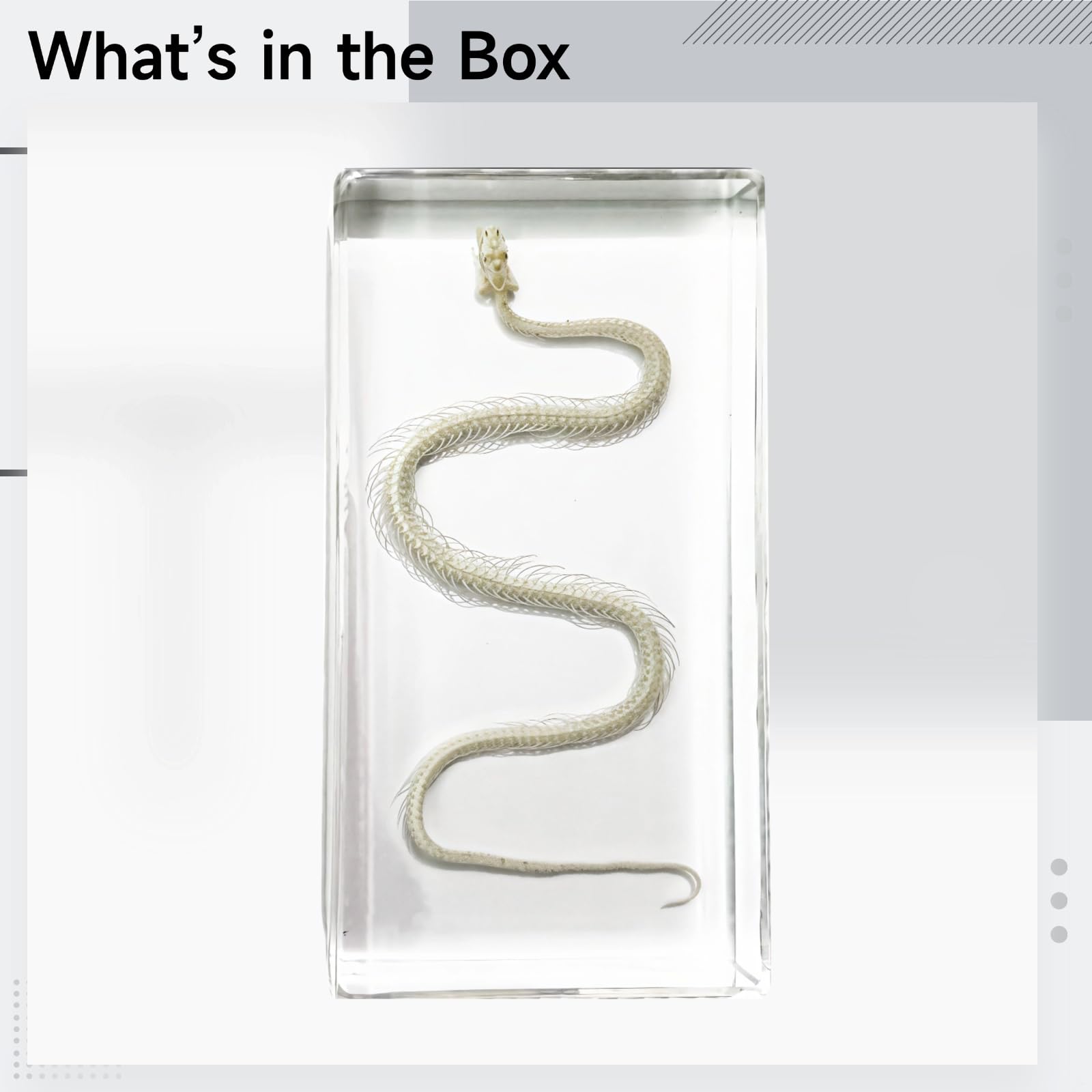 Esemplare di scheletro di serpente in blocco acrilico, modello serpente in vera resina, decorazione decorativa a serpente, strumento educativo