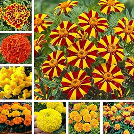 Amazon 50個 袋アフリカマリーゴールドフレンチマリーゴールドマリーゴールドハーブエレクタ花の種子マリーゴールドの花のホームガーデンの種 ミックス 果物