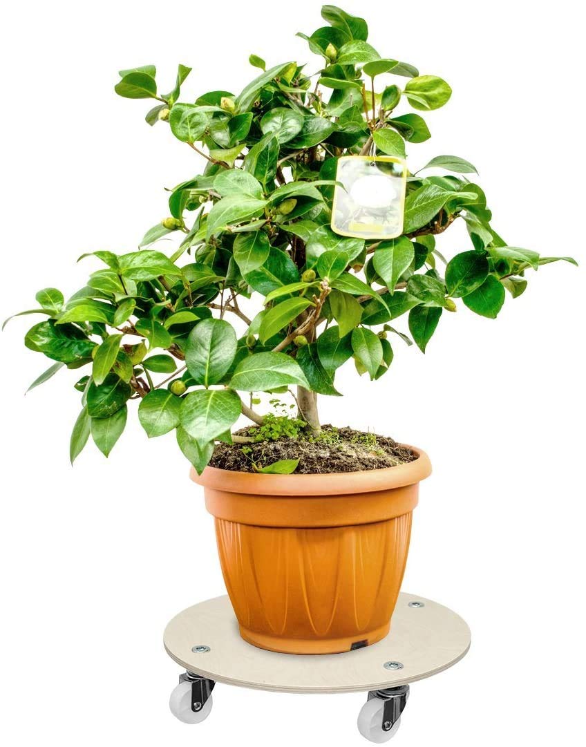 Cemab Sottovaso Con Ruote In Legno Di Betulla 27cm - Portavasi Mobile, Carico Max 140kg, Made In Italy (6 Pezzi)