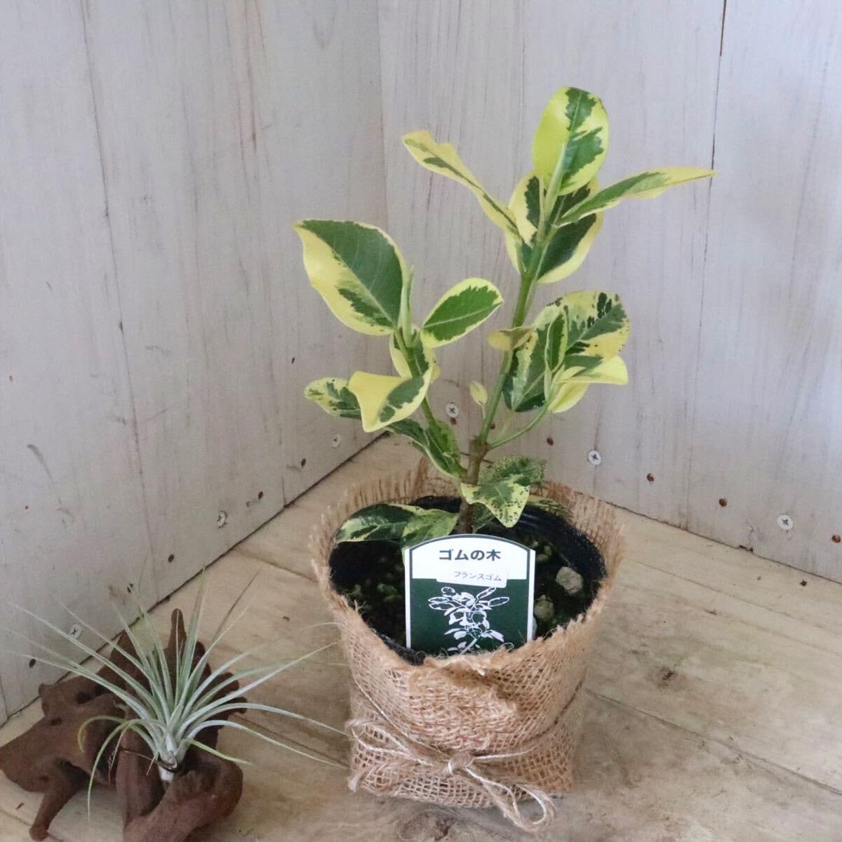 Amazon｜斑入り フランスゴムの木 ルビキノーサ 観葉植物｜観葉植物