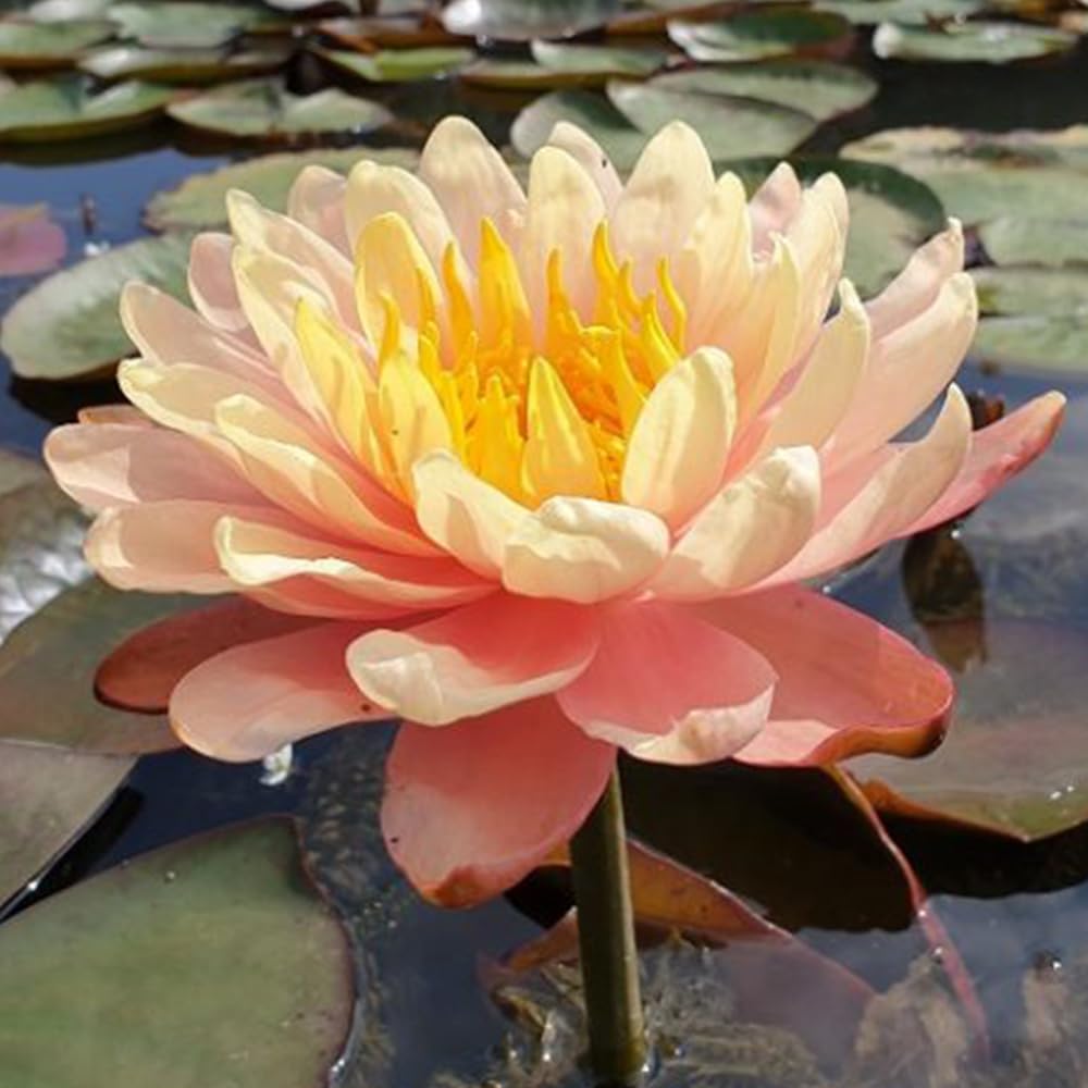 MANGKALA UBOL WATER LILY Live Plant, Peach-Pink Aquatic Flower with Golden Center, Hardy Hybrid Variety by Nopchai Chansilpa (1997), Outdoor Pond or Container Plant, Sun-Loving and Easy to Grow