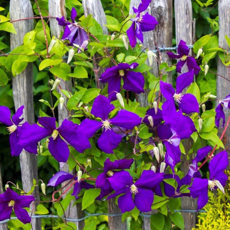 Deep Purple Clematis Vine Plant Live for Planting, Fragrant Clematis Plant Live in 2.5 Inches Pot, Clematis Flowers Perennial