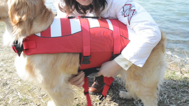 Fragralley Dog Life Jacket Safety Vests for Swimming Superior Buoyancy & Rescue Handle High Visibility Medium Dog Life… - Image 8