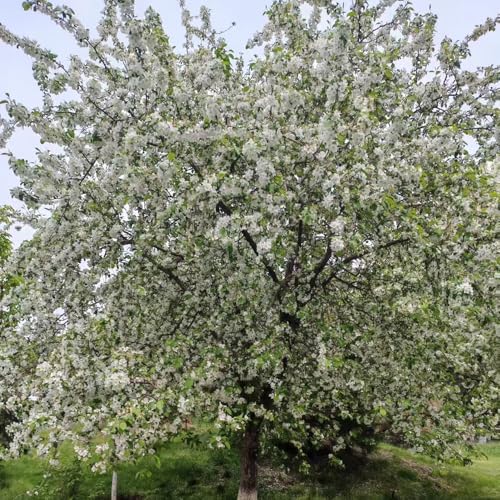 begonie mehrjährige blumensamen gewächshaus balkon indoor kräutergarten rankpflanze schnittblumen topfpflanzen echt kräuterpflanzen wohnzimmer deko pflanzensamen zimmerpflanzen begonia 225samen