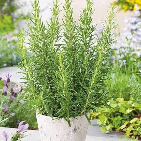 Image of Live Rosemary Plant with Pot Salvia Rosmarinus Original Herbal Aromatic Plant for Hair Care Cooking Kitchen Garden Indoor Outdoor Medicinal Plant for Home Balcony Terrace Pack of 1