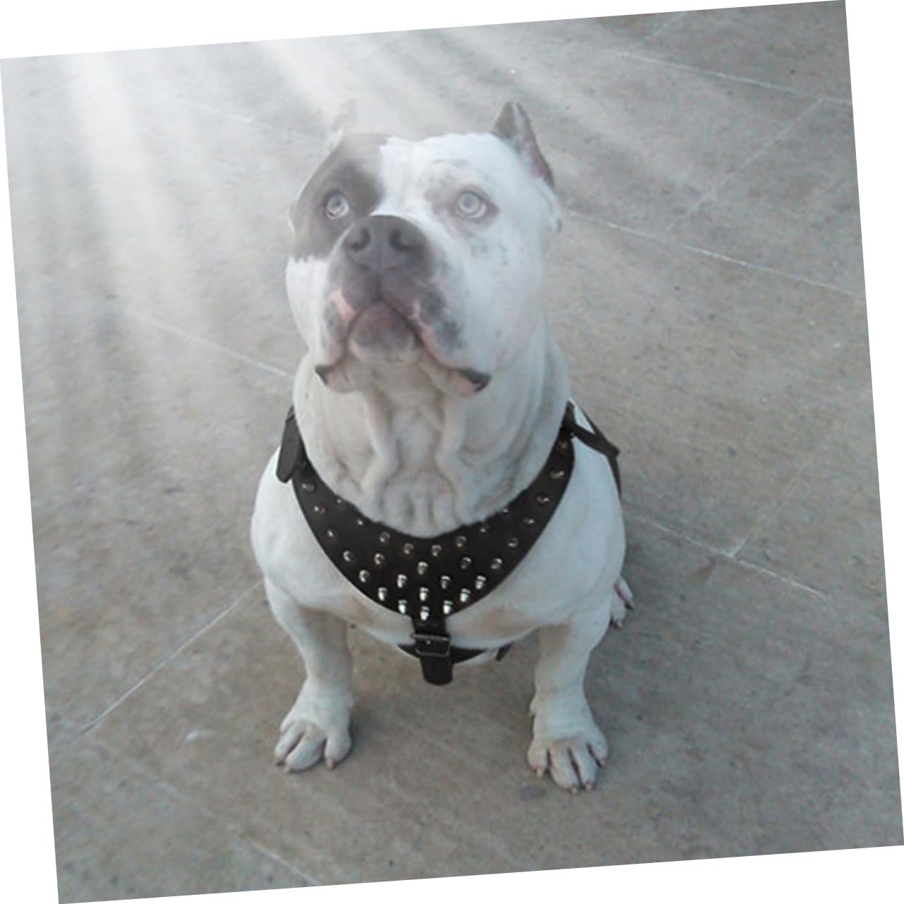Pettorina per Cane in Pu Borchie per Pitbull Terrier