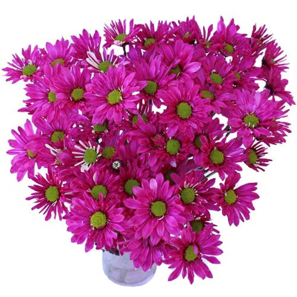 LIVE GREEN Chrysanthemum Flower F1 Hybrid Seeds (LG-SSED25) (B07MJLY55K) Amazon Price History, Amazon Price Tracker