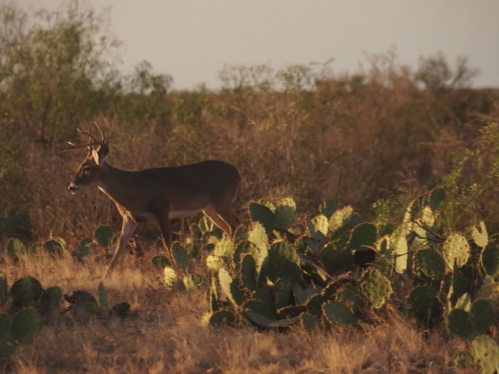 Watch The Jackie Bushman Show - Season 17 | Prime Video
