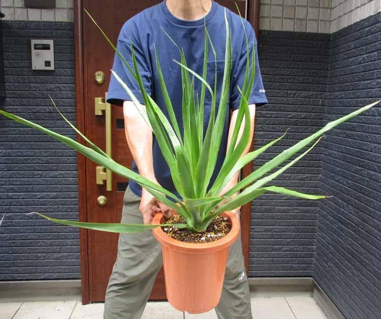 【現品】ドラセナ・ドラコ(流通名:竜血樹)8号 4Y番 ドラセナ ドラコ(流通名 竜血樹)8号 4Y番