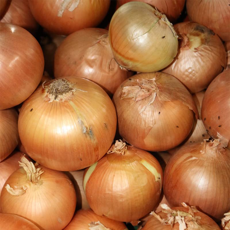 Vista 4 de Onion-Texas Early Grano 502 (250 semillas)