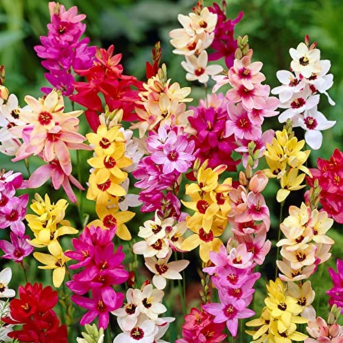 15 x Ixia Mixed – Spring Flowering Bulbs – Exotic Bicolour Blooms – Perennial – for Your Beautiful Garden