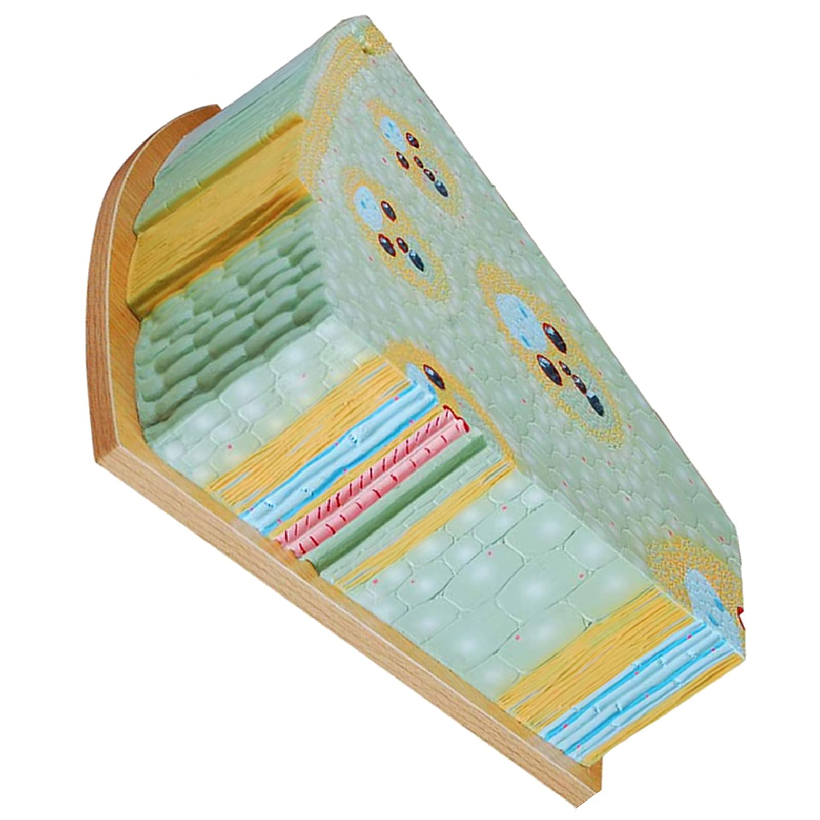 Buy Stem Model - Monocot Root Model - Transverse Section, Hand Painted ...