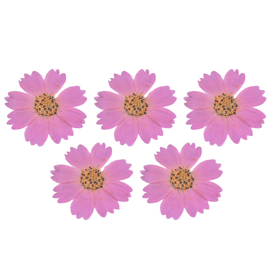SOWUNO 5PCS Cosmos Dried Flowers Cute Natural Dried Flower for Phone Case Crafts DIY Supplies Real Dried Flower Nail Dried Flowers for Crafts DIY Flowers Dried-image-4