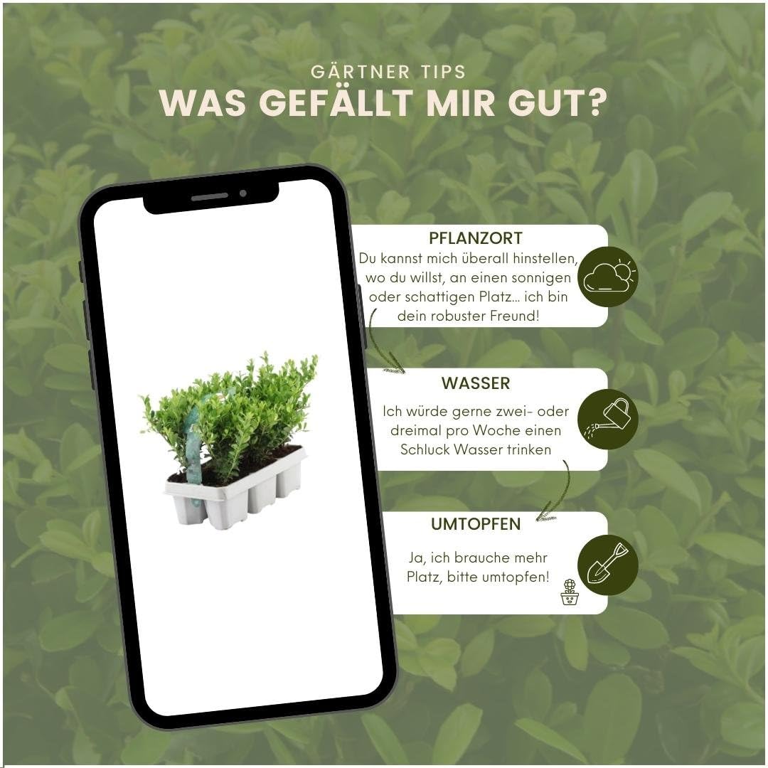 Plants by Frank | 12 Stechpalme Pflanze | Heckenpflanzen Winterhart | 12 x Ø7 cm - 15 cm Ilex Crenata Jenny | Heckenpflanzen | Buchs Ersatz | Buchsbaum Ersatz