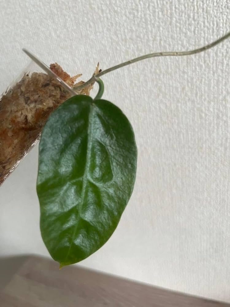 Amazon.co.jp: Hoya inflata ホヤ インフラータ 希少 抜き苗 : DIY Amazon.co.jp: Hoya inflata ホヤ インフラータ 希少 抜き苗 : DIY