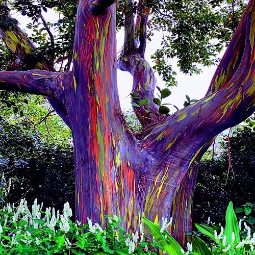 80Pcs Rainbow Eucalyptus Plant Seeds