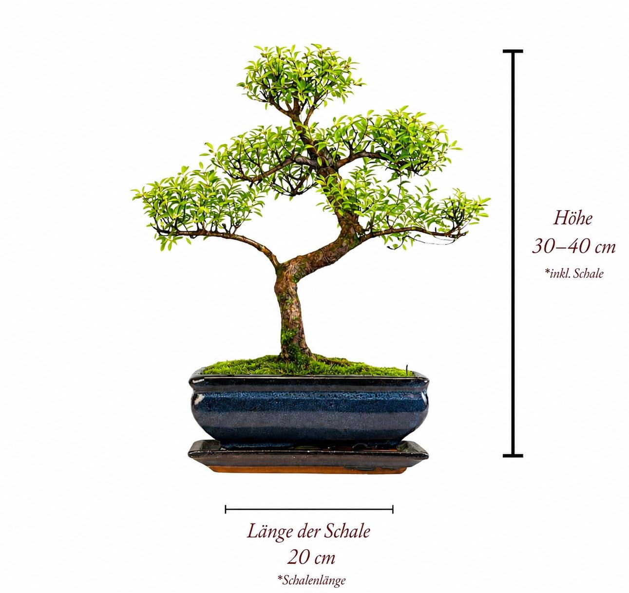 Syzygium Bonsai S-Form – Indoor Bonsai Baum im 20 cm Topf mit Untersetzer – Lebende Zimmerpflanze für Zuhause, Büro und Geschenk