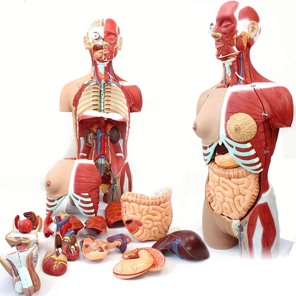 Buy 85cm anatomical model of human organs, medical anatomical models of ...