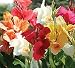 Mixed Tall Canna Lily Value Bag - 6 bulbs/pkg - Assorted Canna Lilies Red, Yellow, Pink, Orange
