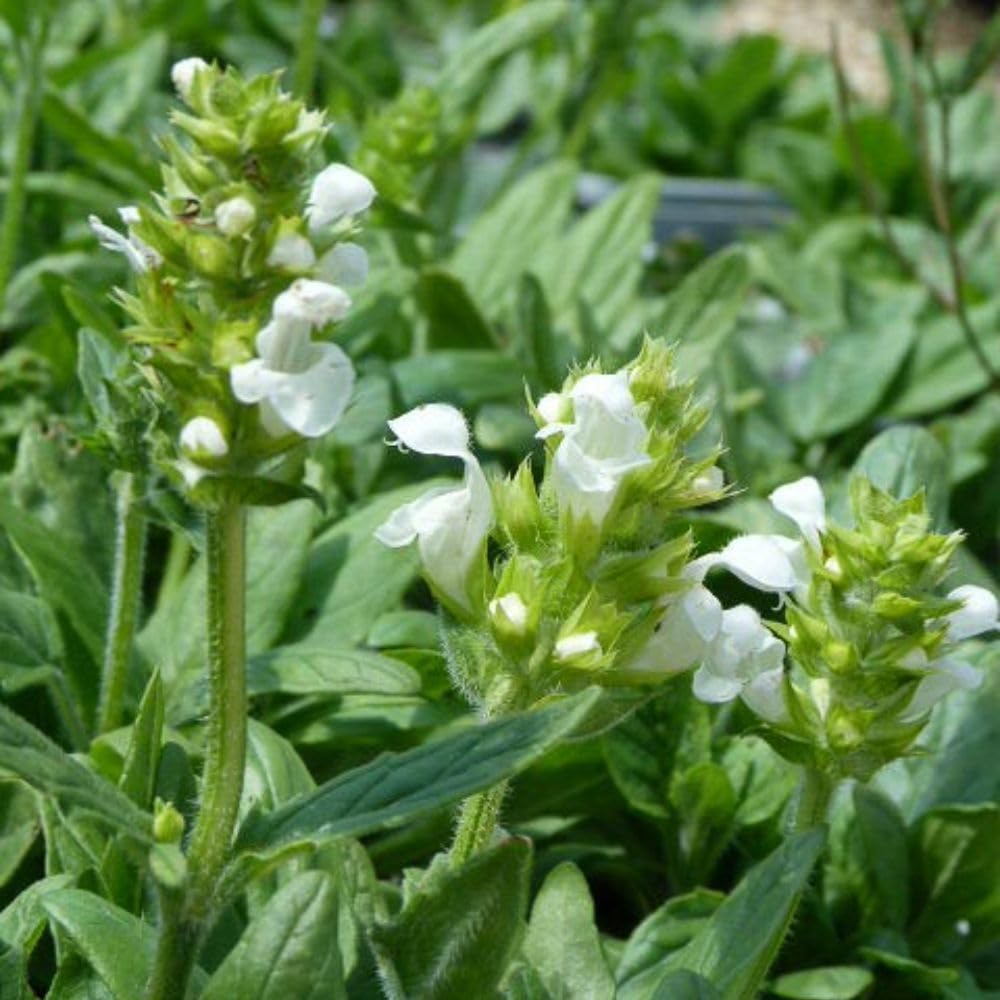 Prunella Grandiflora 'White' – Hardy Low-Growing Ground Cover Perennial with Semi-Evergreen Foliage, Pure White Blooms - 1x 1 Litre Potted Plants by Thompson & Morgan