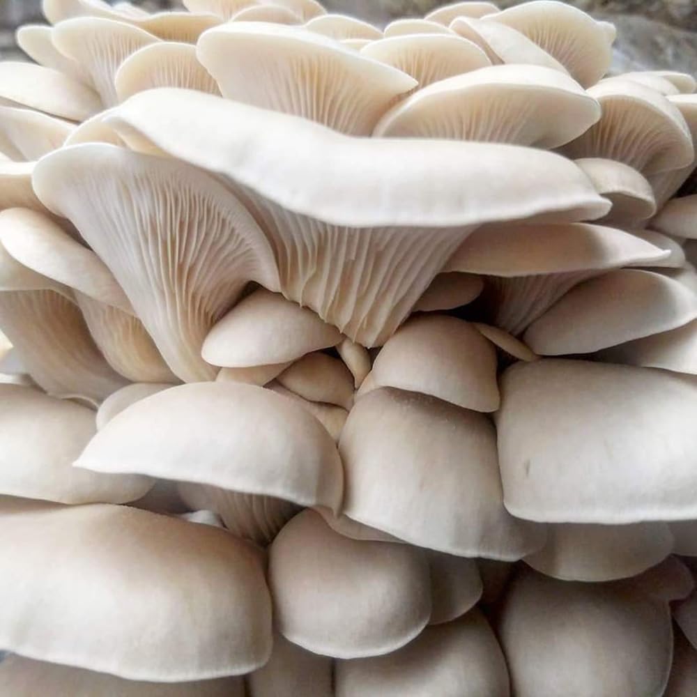Pearl Oyster Mushroom Grain Spawn - 1 lb. Ready to Use - Grow Your Own Gourmet or Medicinal Mushrooms at Home or Commercially - for G2G Transfer or Pasteurized Straw Inoculation