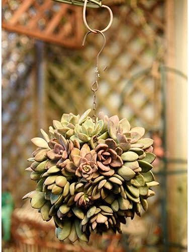 Miniatura 4 de homozy 4 macetas rústicas de metal con forma de cactus y marco de corona de alambre para suculentas, maceta colgante de pared para plantas de aire,