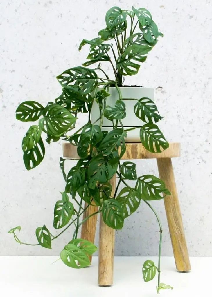 Florima Broken Heart Indoor Plant - Monstera Adansonii Self Watering-image-41