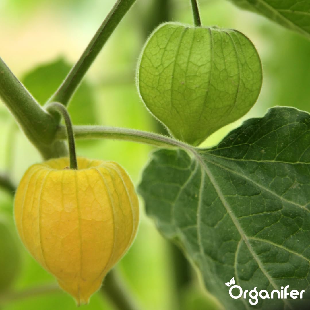 Physalis Nawóz Organiczny Do Roślin Owocowych - 10L - NPK 2-1-8 | Zdrowe Liście - Silne Korzenie I Wysoka Plonność - Organifer