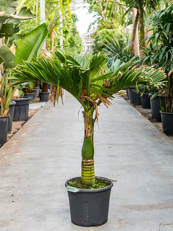 Cloud Farm Betel Nut Hybrid Live Plant-Grown From Specially Sorted Big Size Nut-Plant Height is about 2 Feet.[CF26] (B09SDJN27W) Amazon Price History, Amazon Price Tracker