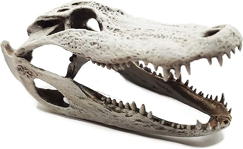 Alligator Replica Skulls for swamp dioramas, miniature dollhouse, jewelry supplies, oddites and curiosities (1:6 Scale, Open Jaw (fixed), Bone)