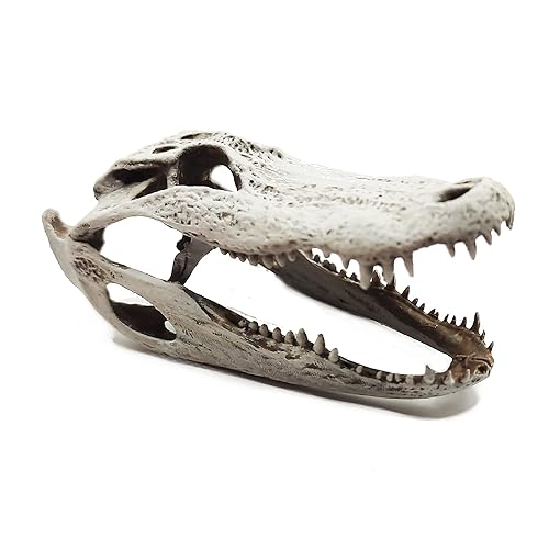 Alligator Replica Skulls for swamp dioramas, miniature dollhouse, jewelry supplies, oddites and curiosities (16 Scale, Open Jaw (fixed), Bone)