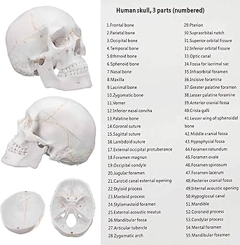 Anatomical Human Skull Model with Numbered, 3-Part Head Skeleton