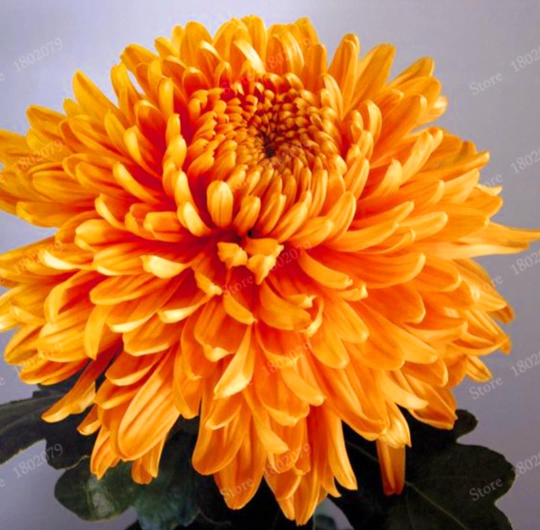 GENUINE Chrysanthemum Wood PRODUCTS　レア Amazon.com : 120 Chrysanthemum Seeds Authentic Chinese Spider Rare