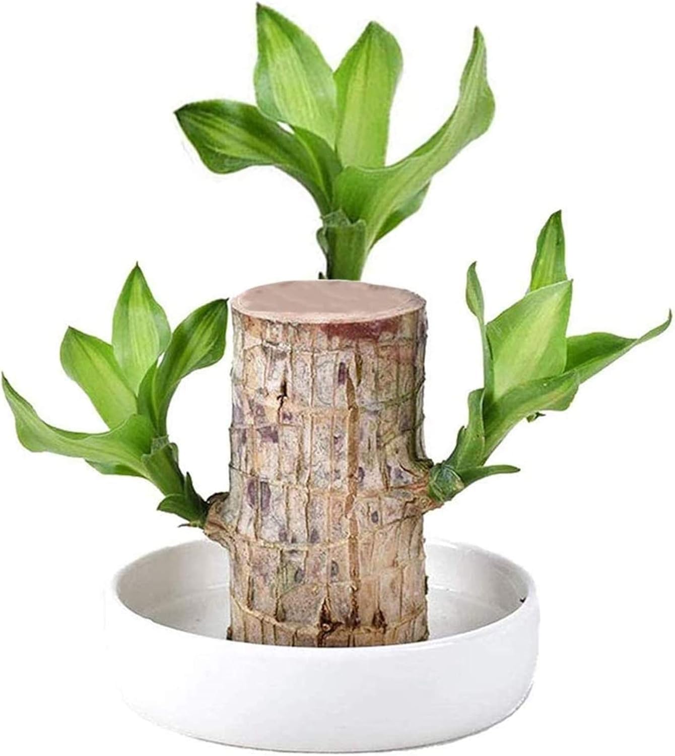 Cloud Farm Lucky Brazil Wood Potted Plant, Healthy Indoor Live Lucky Brazilian Wood Plant for Living Room, Feng Shui Plant (Pot Not Included), CF_66 (B0DHPK873V) Amazon Price History, Amazon Price Tracker