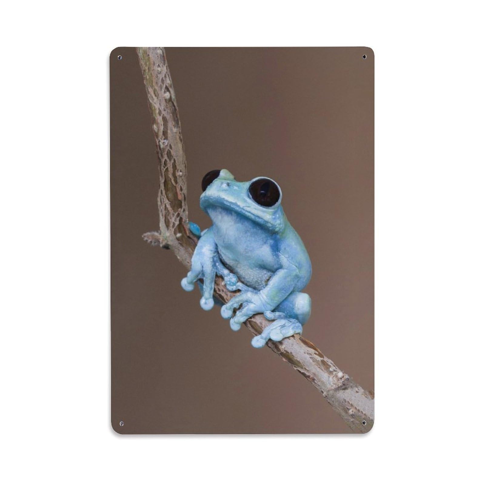 Australian Amphibian Botanical Vintage Tree Frogs Old School Metal Tin Sign Plaque Wall Decor for Cafe, Man Cave, Club Bar, Office, Home Garden Round Metal Poster 8x12Inch