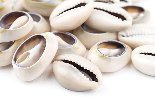 Miniatura 3 de The Bead Chest Conchas Cowrie (grande), aproximadamente 30 piezas, color blanco, natural, fabricación de joyas, proyectos de manualidades, uso