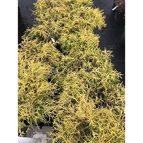 Gold Thread Cypress (Chamaecyparis pisifera 'Filifera Aurea') Cover