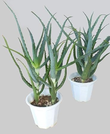 オープニング 大放出セール 多肉植物 アロエ 2株セット 植物 観葉植物