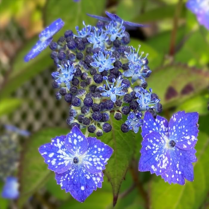 Amazon.co.jp: 予約 山アジサイ 星の雫 9cmポット 苗 花苗 苗木 山
