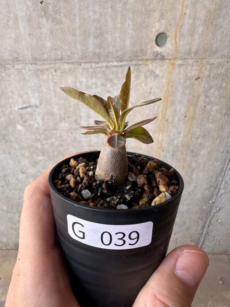 Amazon｜【現品限り】アデニウム・ソコトラナム 実生【G39】 Adenium