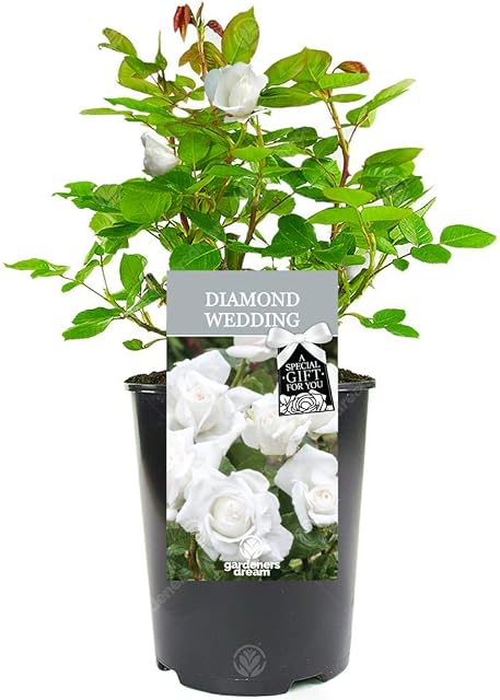 Diamond Wedding Rose - 60th Wedding Anniversary - Help Celebrate a Special Couple's Diamond Wedding Anniversary with a Unique Living Plant Gift