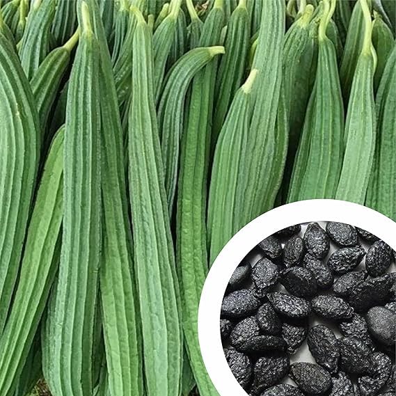 Ridge Gourd (Turai) (20 Seeds) Vegetable Seeds for Home Garden, Organic & Hybrid, Perfect for Home Gardening, Planting For Pots and Patio-image-4