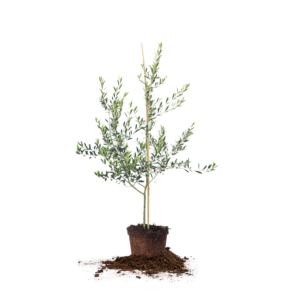 PERFECT PLANTS Arbequina Olive 3–4 feet tree in pot