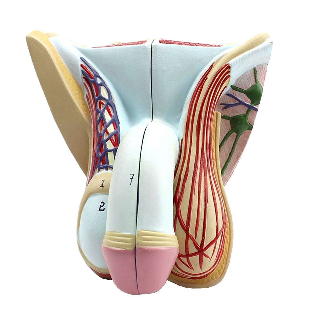 Sjdopulse Men's Life Size Internal And External Genital Model - Genitals Model - Detachable 4 Parts Anatomical Human Genitals Model - For Medical Educational Training Aid