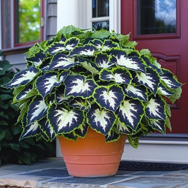 Mix Hosta Plant Now, Surprise Growth, Garden Decoration, No Watering Required, Easy to Maintain, Suitable for Autumn-8 Bulbs-B