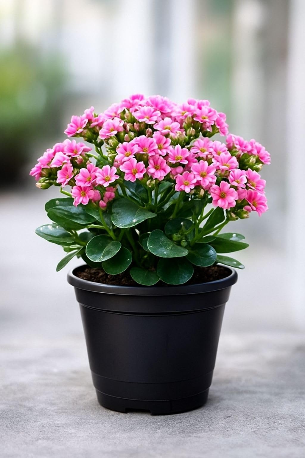 Live Kalanchoe Blossfeldiana Plant, Pink Blooming Succulent in Decorative Pot, Indoor Flowering Plant for Home and Office Decor-image-48